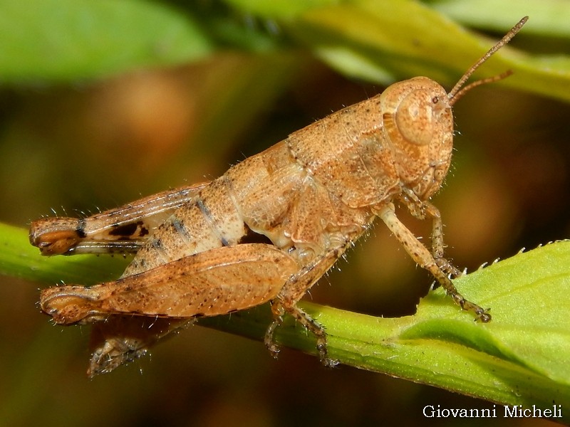 Pezotettix giornae (Acrididae)